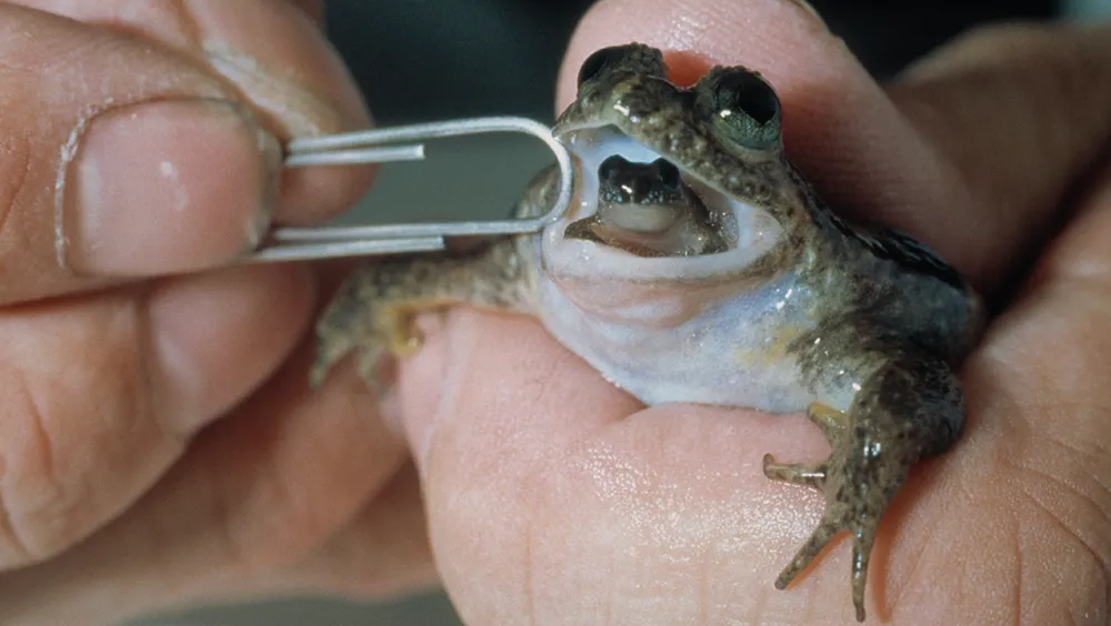 Scientists are trying to bring back the gastric-brooding frog, which went extinct in the 1980s