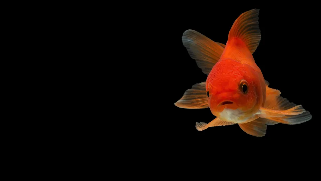 Do fish ever get bored in fish tanks? - BBC Science Focus Magazine