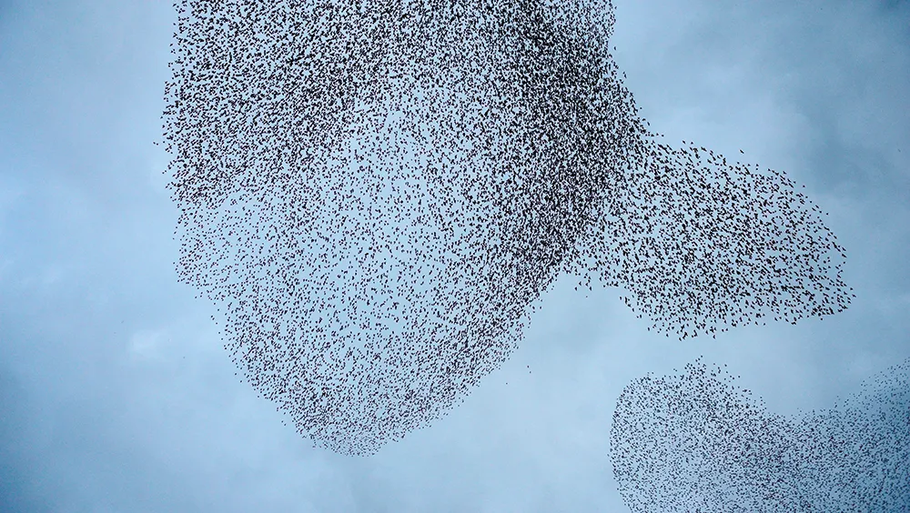 Starlings in murmurration © Getty Images