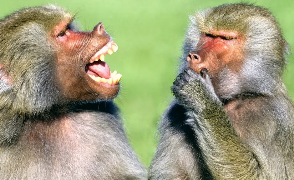 Baboons, friends to the end © Getty Images