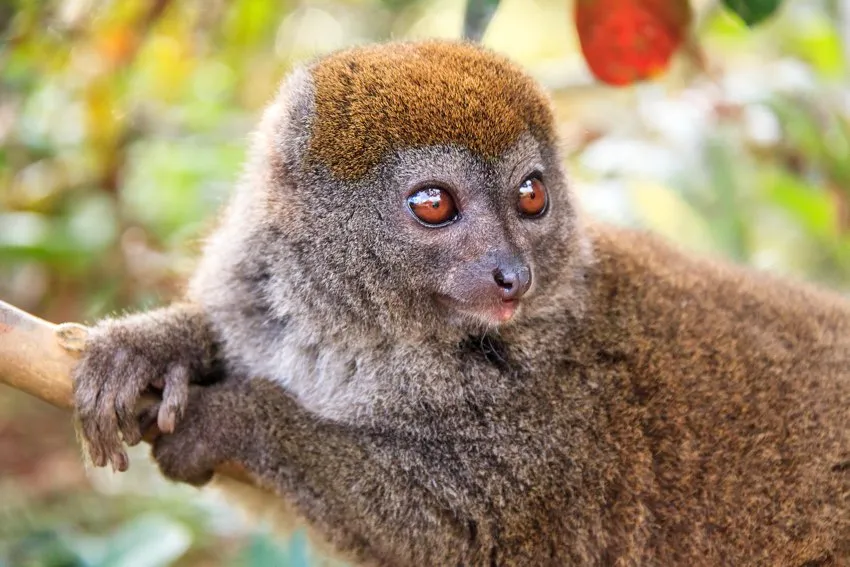 Bamboo lemur © Getty Images