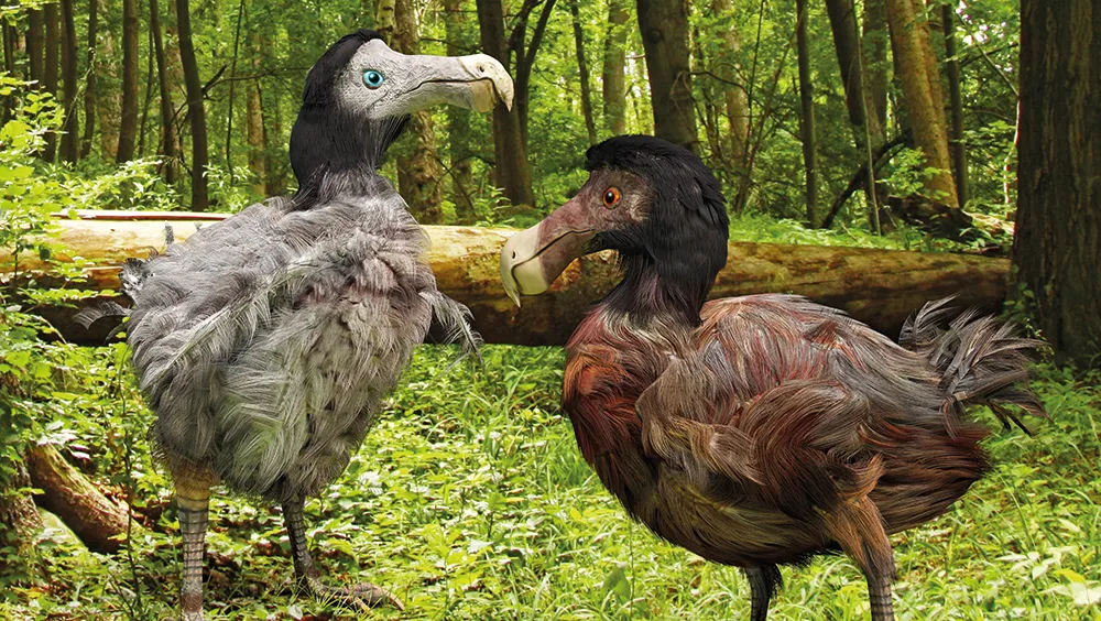 Although the dodo only died out in the 16th Century, we don’t have any DNA samples to clone it © Getty Images