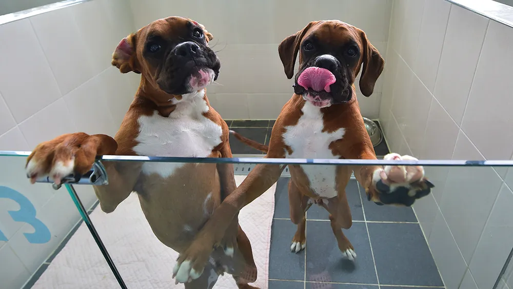Cloned boxer dogs jostle for attention at the Sooam facility in South Korea © Getty Images