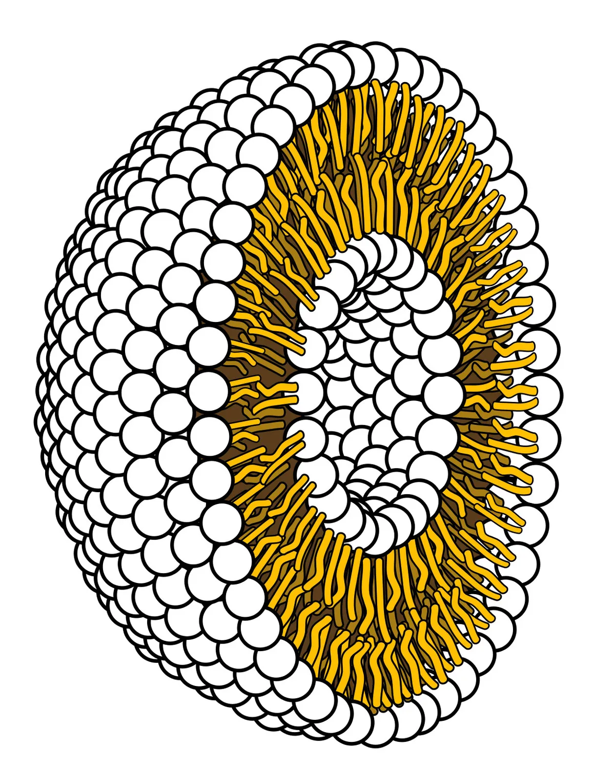 A lipid bilayer with the round, hydrophilic heads pointing outwards and the hydrophobic tails pointing inwards © LadyofHats / Public domain