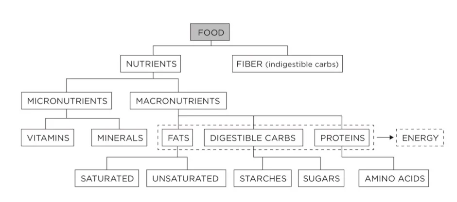 A schematic showing the relationship between foods, nutrients and energy