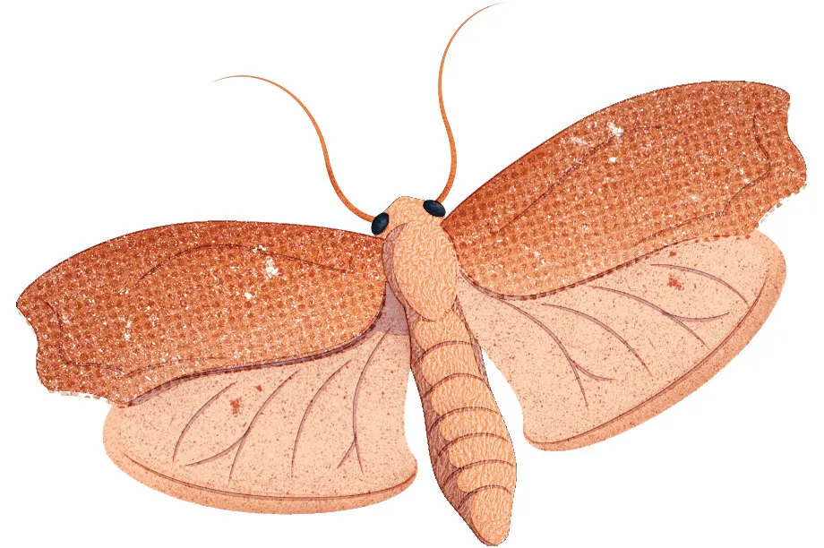 Wax moth © Daniel Bright