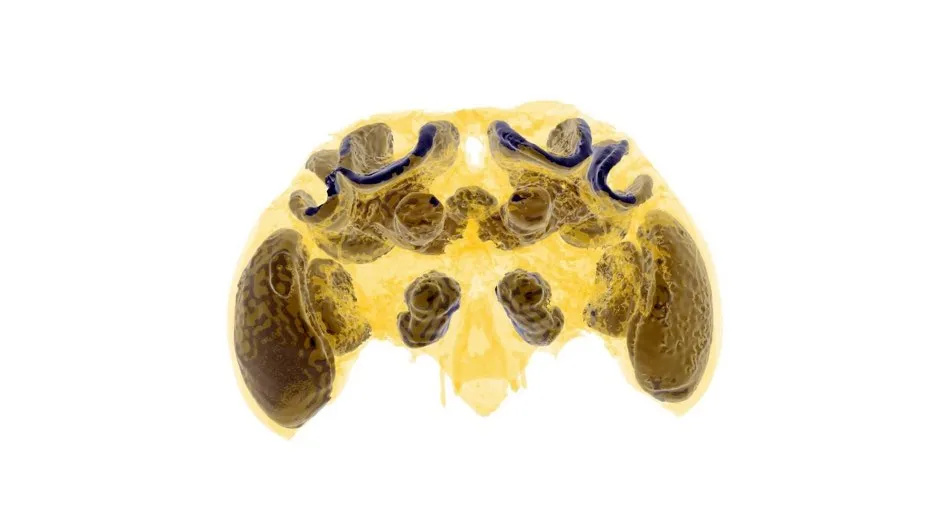 Brain scan of a bumblebee © Dylan Smith, Imperial College London