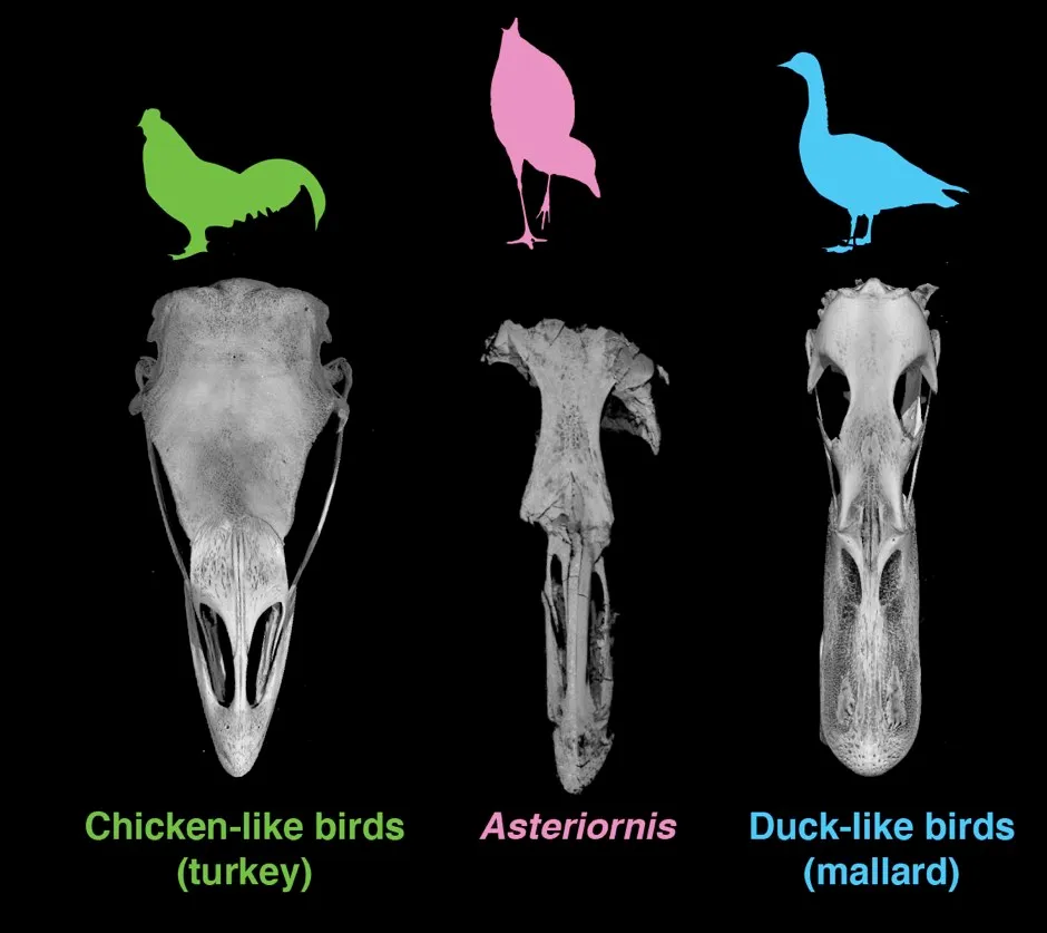 The skull of the ancient bird, compared with those of modern relatives © University of Cambridge/PA