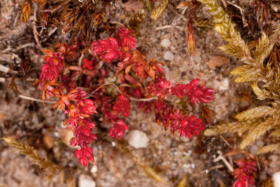 Mossy stonecrop is one of the species expanding its range (Bob Gibbons / Plantlife / PA)