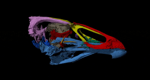 3D views of the skull of The Wonderchicken, Asteriornis maastrichtensis © Daniel J. Field, University of Cambridge