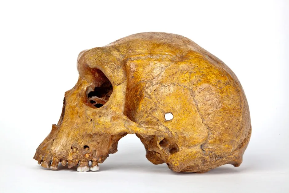 New analysis of Broken Hill skull raises human ancestry questions (The Trustees of the Natural History Museum)