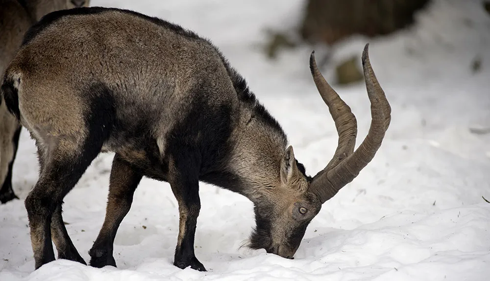 The Pyrenean Ibex became the first species to go extinct twice © Getty Images
