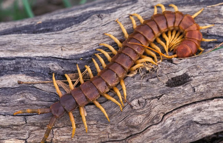 Centipede © Getty Images