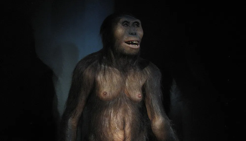 Early man: hominid Lucy, belonging to the the austrolopithecus afarienseis, is located in the Hall of Hominids of the Museum of Human Evolution in Spain © Getty Images