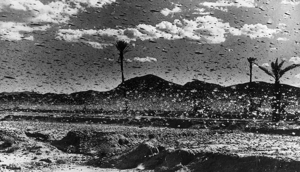 circa 1954: Solitary in behaviour and camouflaged at low population levels, locusts become gregarious and brightly coloured when population density is high. Locusts swarm and migrate causing massive destruction of crops and vegetation. (Photo by Keystone/Getty Images)