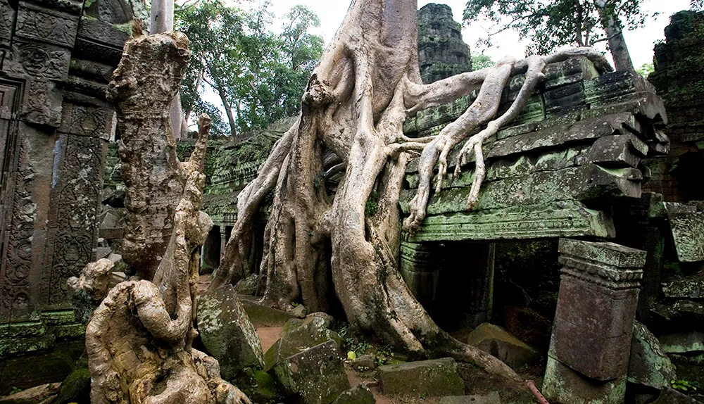 Trees and roots reclaim the Ta Prohm temple in Cambodia © Getty Images