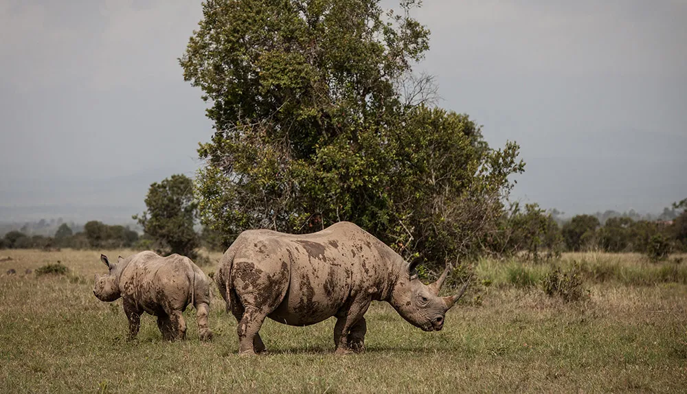 Two of the last three northern white rhinos in the world © Getty Images