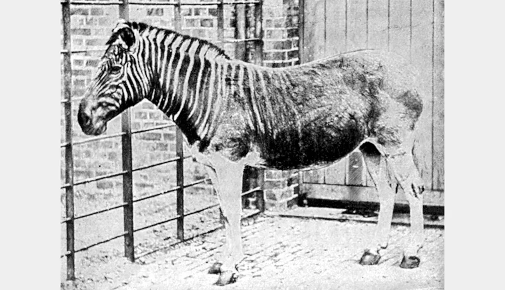An extinct quagga, a zebralike animal striped only on the head and shoulders © Getty Images