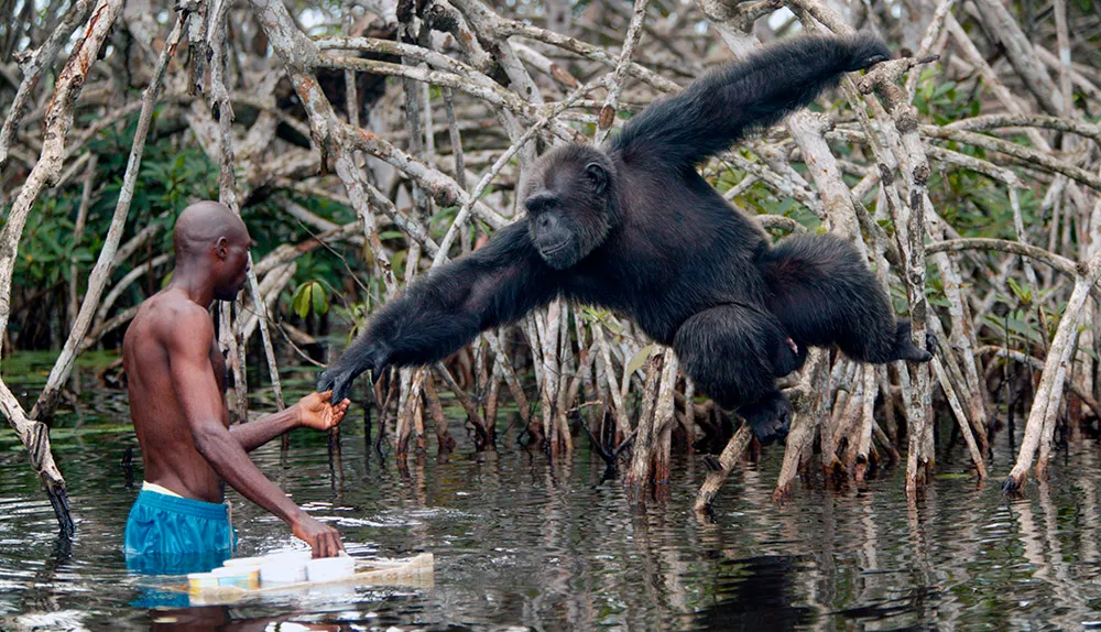 Humans and chimpanzees share about 95% of their DNA © Getty Images
