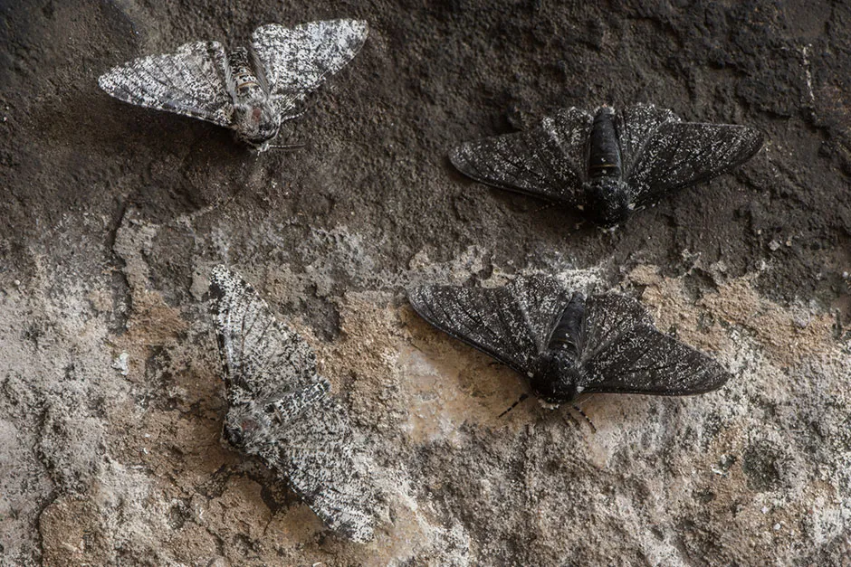Light and melanistic peppered moths © Getty Images