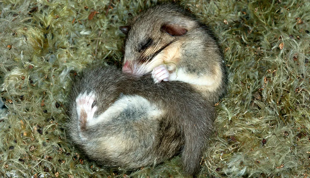 If we could hibernate, like this dormouse,