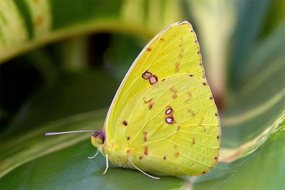 Citizen scientist Ann Swengel has noticed a drop in numbers of sulphur butterflies © Getty Images