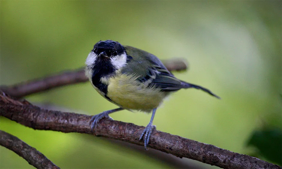 Researchers continuously filmed a wild population of great tits © Ben Birchall/PA