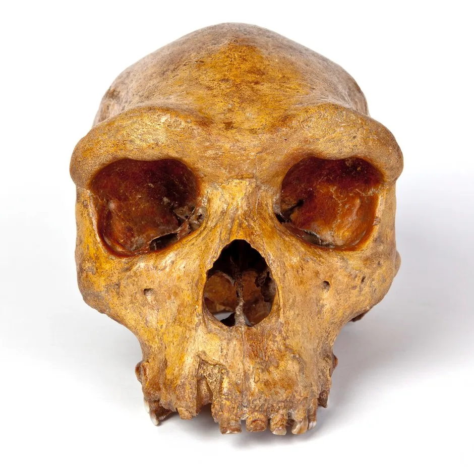 New analysis of Broken Hill skull raises human ancestry questions (The Trustees of the Natural History Museum)