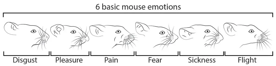 Emotional expression in mice © Julia Kuhl/Max Planck Institute of Neurobiology