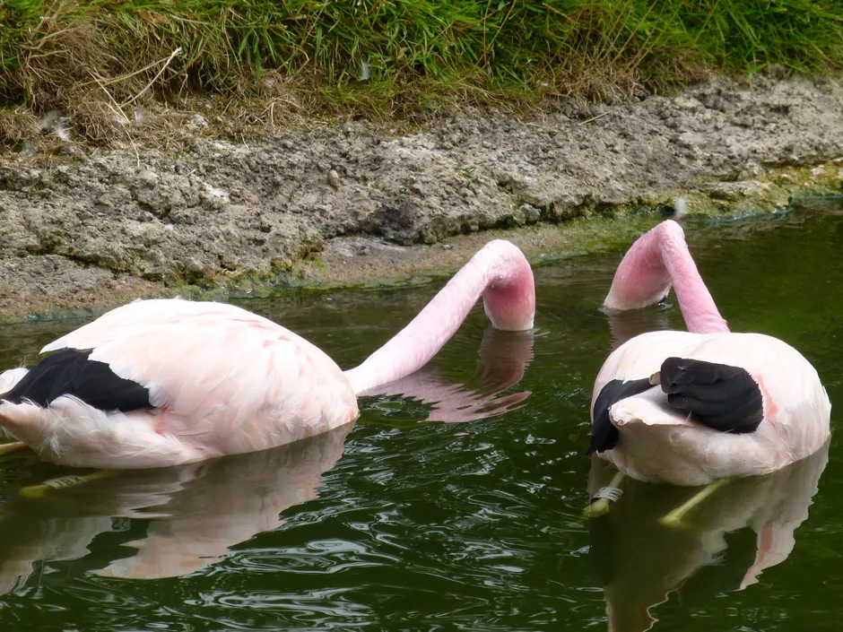 Flamingos form long-lasting friendships and some even behave like married couples © Dr Paul Rose/WWT Slimbridge