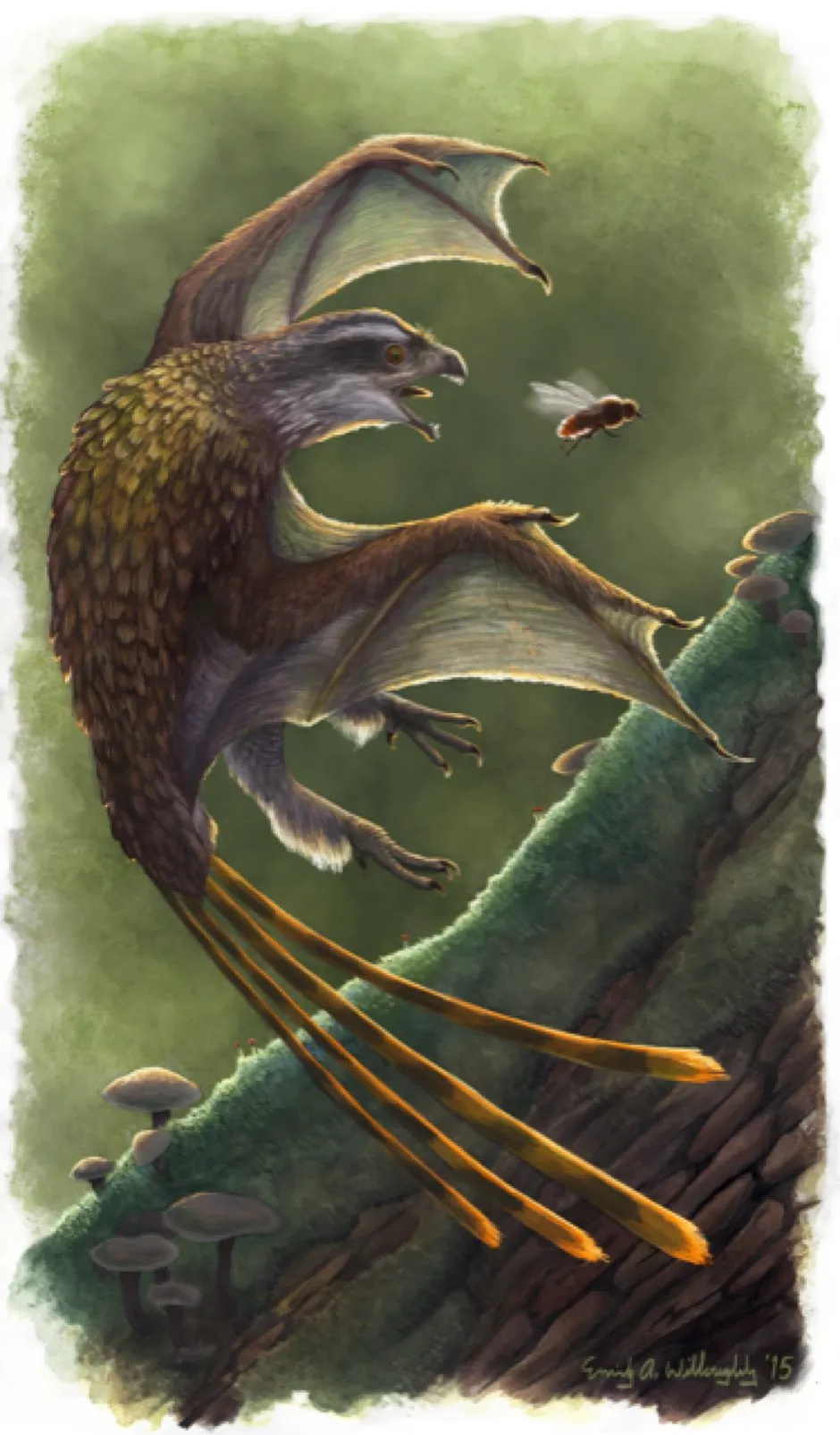 Recently discovered dinosaur Yi qi had wings formed of both a bat-like membrane and feathers (Emily Willoughby/Trends in Ecology and Evolution/PA)