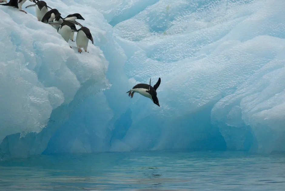 Adelie penguins diving off an iceberg © naturepl.com / Tim Laman / WWF