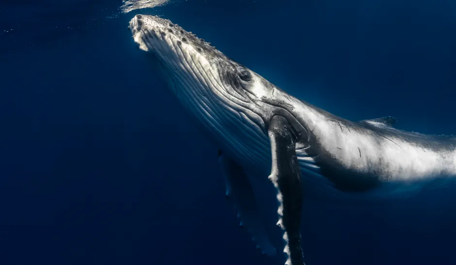 Southern Humpback Whale in Ha’ Apai, Tonga © John Van Den Hende