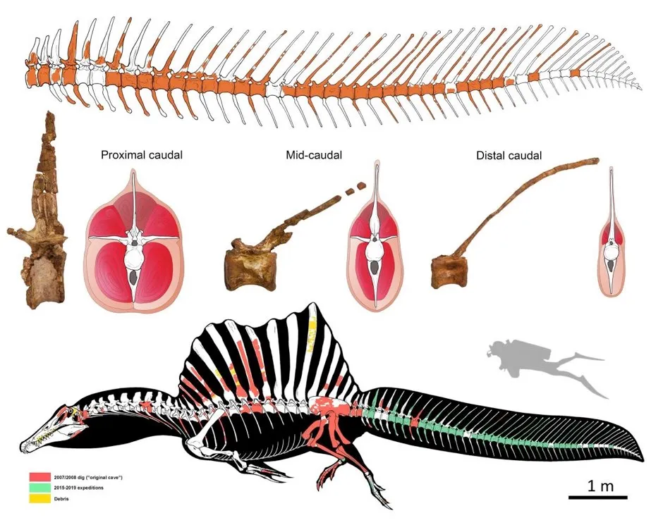 Top: reconstruction of the tail skeleton of Spinosaurus (missing bones shown in white). Centre: cross sections through the tail showing changes in the vertebrae, tail volume, and arrangement of major muscles. Bottom: the new, surprising look of Spinosaurus (black, soft parts; red, bones collected by the locals; green, bones from recent scientific excavations; yellow, bone fragments collected in the debris). Drawings: Marco Auditore. (Gabriele Bindellini/PA)