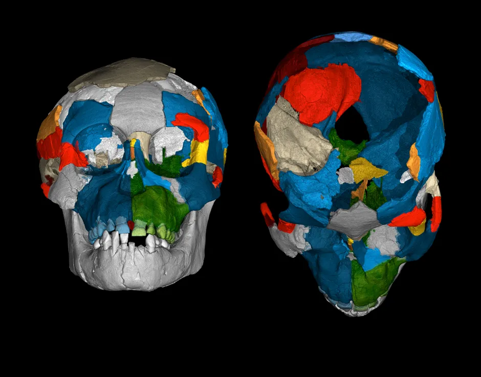 Brain imprints in a fossil child skull of the species Australopithecus afarensis, found in Dikika, Ethiopia © Philipp Gunz/Max Planck Institute for Evolutionary Anthropology/PA