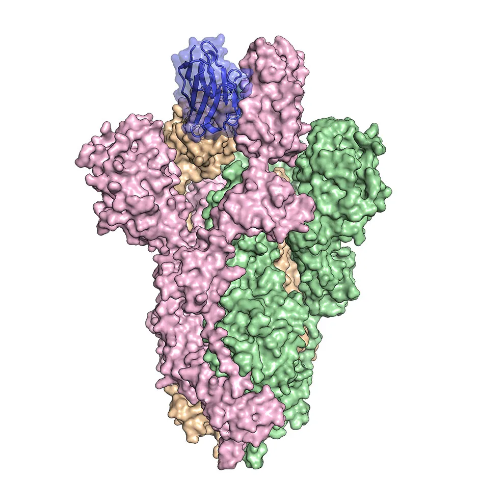 The antibody (blue) binds tightly to the spike protein on SARS-CoV-2 (green, pink and orange) © University of Texas at Austin