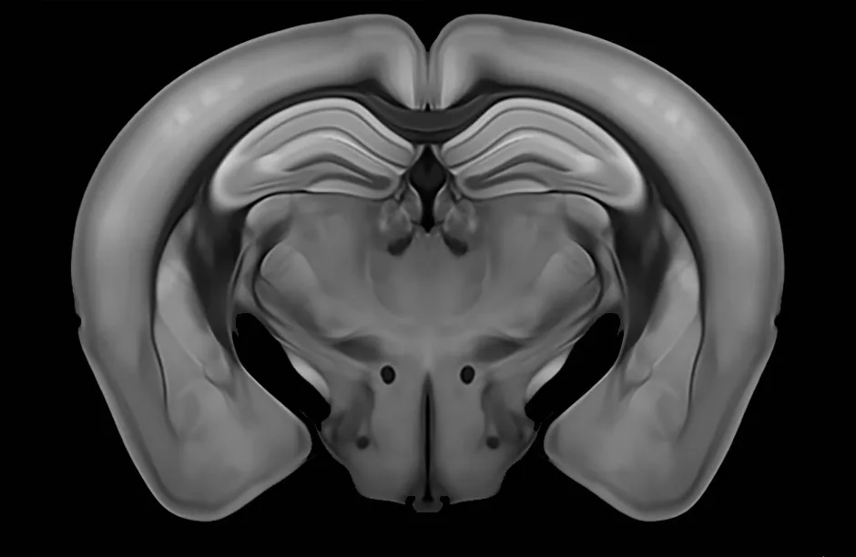 Mouse brain mapped with single-cell resolution - BBC Science Focus Magazine