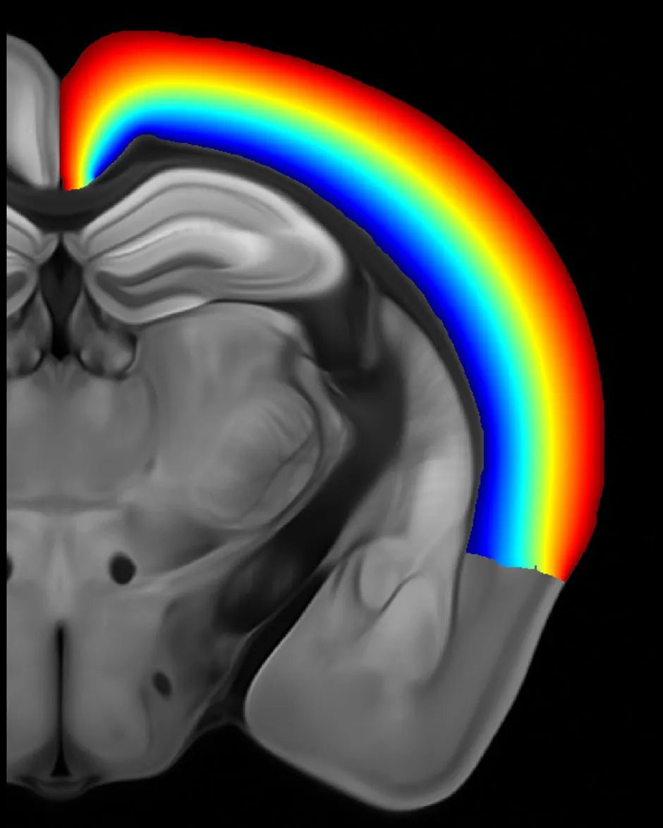 Mouse Brain Cortex © © Allen Institute for Brain Science