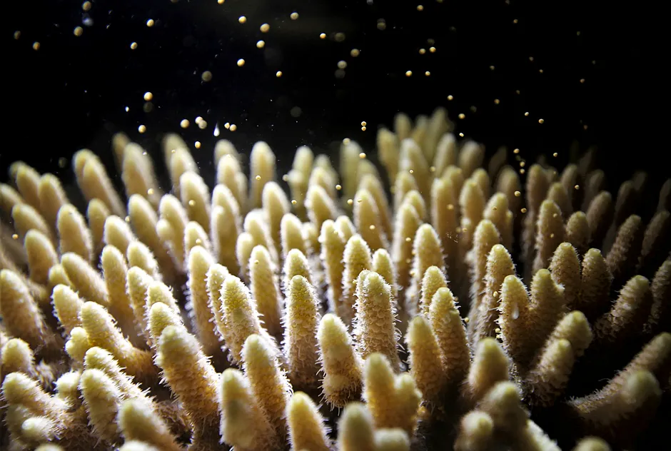 The coral releases bundles of eggs and sperm for spawning into the water column. After cross-fertilization, the coral larvae develop from the cross-fertilized eggs and then take up their important algal symbionts for nutrient exchange © Patrick Buerger