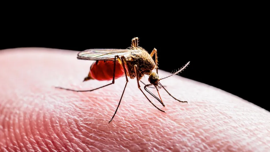 Meet the microbe that is making mosquitoes malaria-free © Getty Images