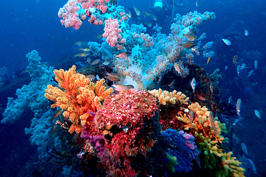 Corals produce 'dazzling' neon colours to protect themselves from