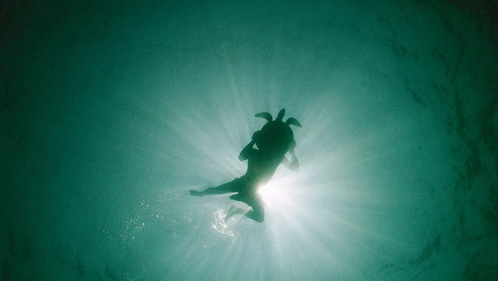 Underwater view of swimmer and turtle silhouetted against the sun.