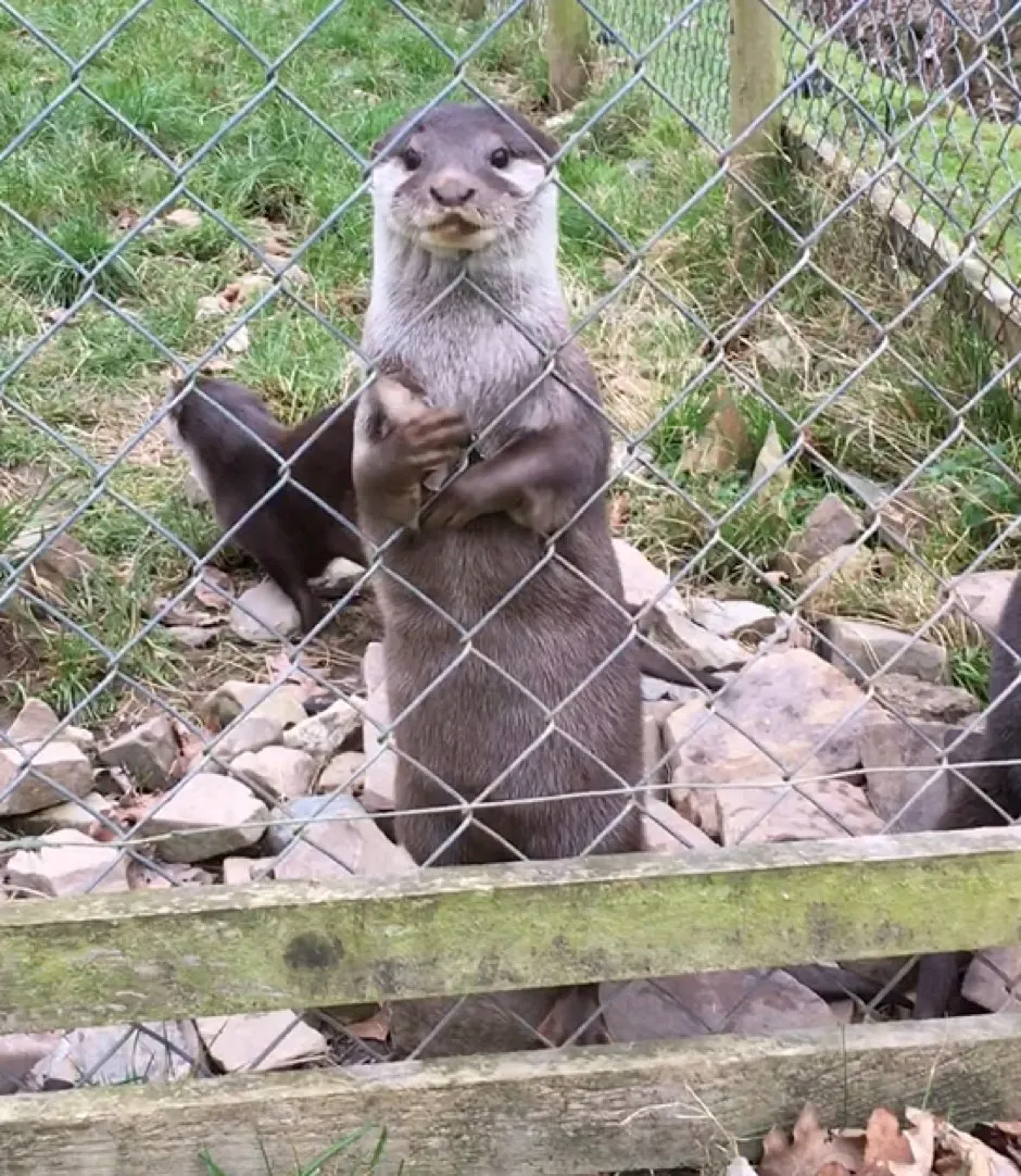 An otter juggling an object while standing © University of Exeter