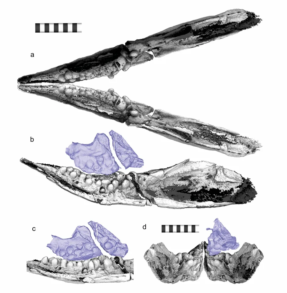 Scans of the Cartorhynchus fossil showed pebble-shaped teeth hidden from view. The teeth in its upper jaw are highlighted here in purple © Ryosuke Motani