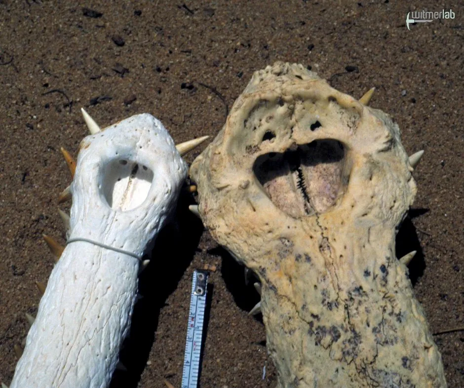 Bony snouts of a male (left) and female (right) gharial © Larry Witmer/Ohio University