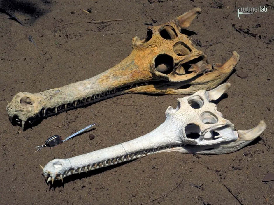 Skulls of a male (top) and female (bottom) gharial © Larry Witmer/Ohio University