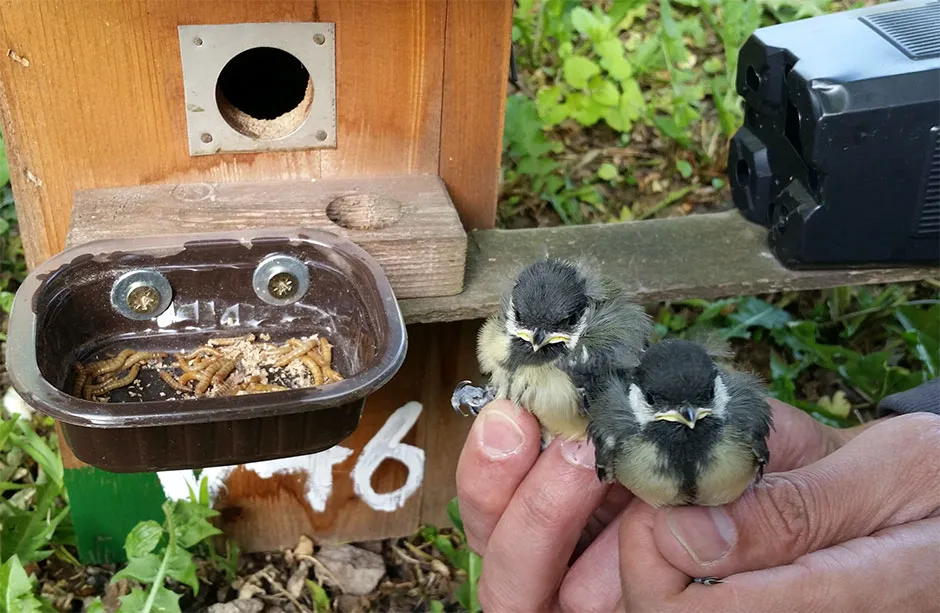 Great tit nestlings that received the supplemented diet © Krisztina Sandor/University of Pannonia