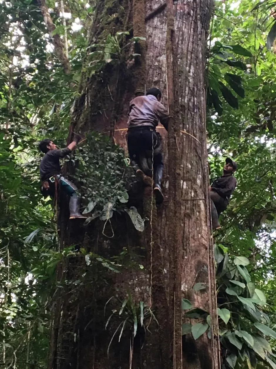 Measuring giant Ceiba in the Choco rainforest, Colombia © Pauline Kindler / Col-Tree