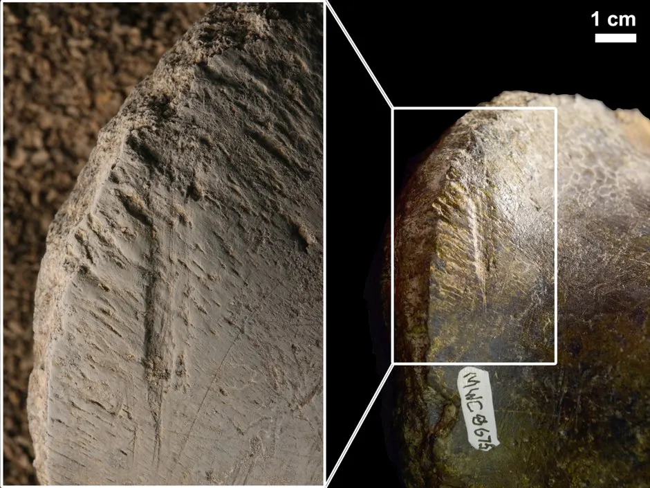 Bite marks on an Allosaurus bone © Julia McHugh/Stephanie Drumheller-Horton/University of Tennessee