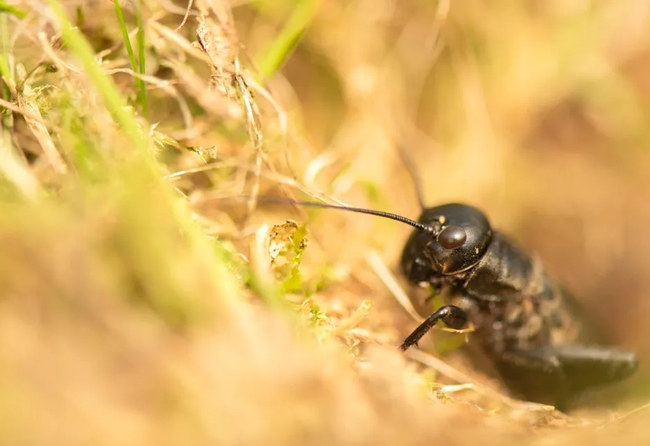 Field crickets were once the sound of summer but are now very rare © Ben Andrew